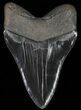 Serrated, Megalodon Tooth - Nice Enamel #64777-2